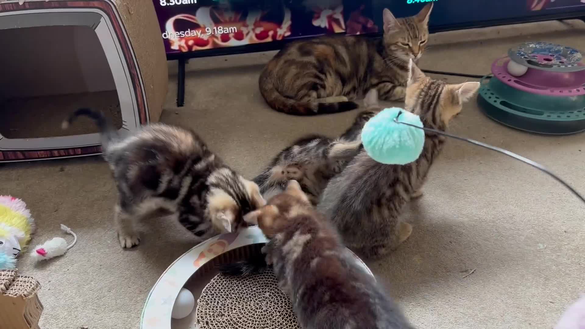 Mixed Breed cats for sale: Lovely bengal mix kittens: tabby, ginger, black - Video 1