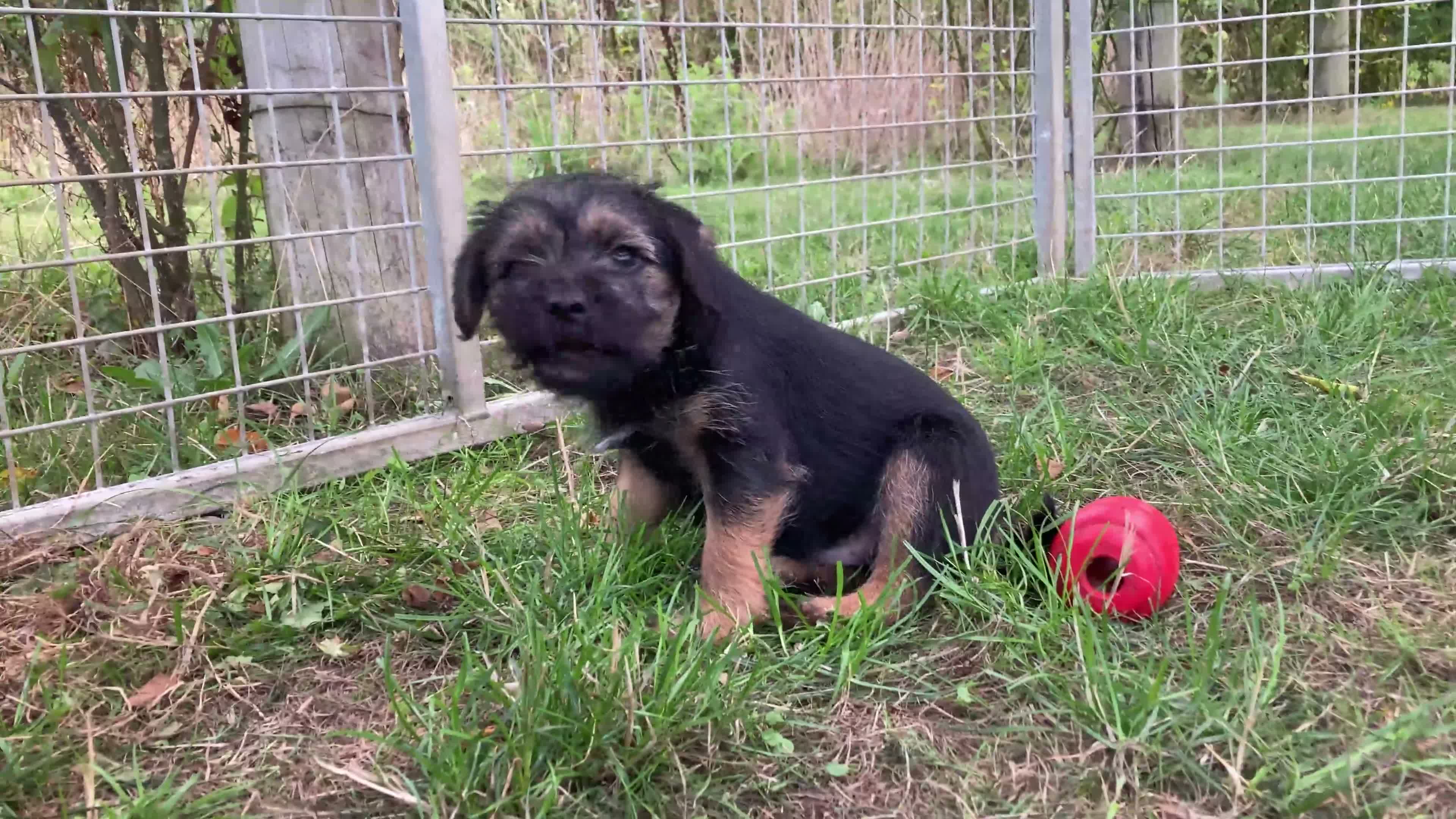 Border Terrier dogs for sale: KC Border Terrier pups - Video 1