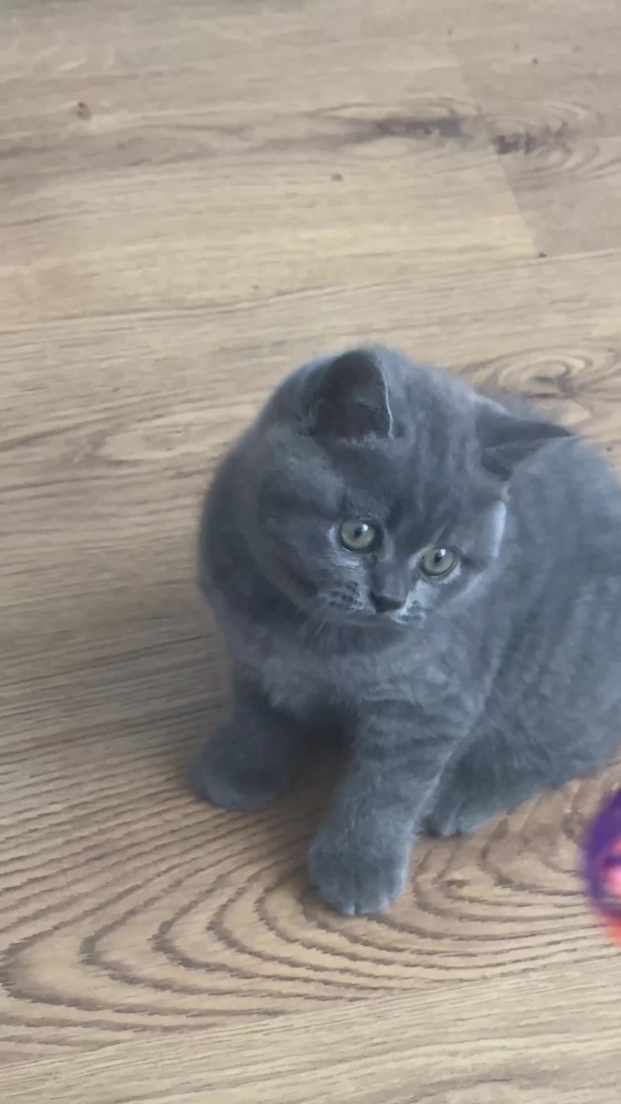 British Shorthair cats for sale: Beautiful Active Male Kitten for Sale – Blue - Video 3