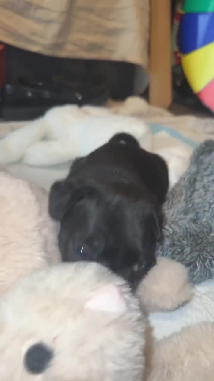 Pug dogs for sale: KCreg pug puppies for sale. - Video 4