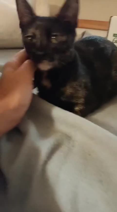 Siamese cats for adoption: Siamese cross and Tortoiseshell sister - Video 2