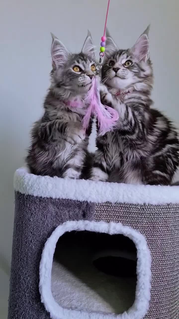 Maine Coon cats for sale: STUNNING XL PEDIGREE MAINE COON KITTENS  - Video 5