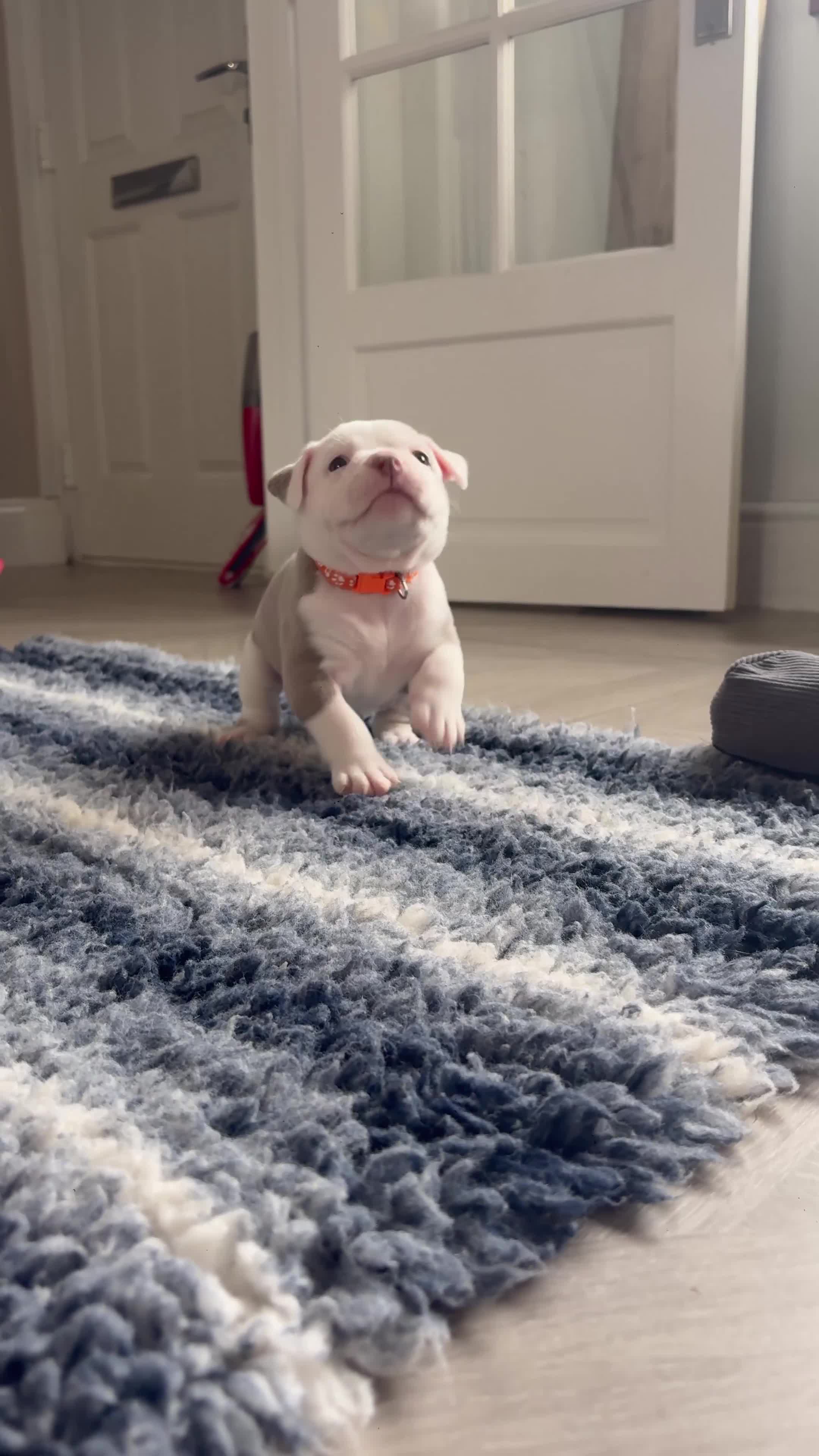 Old Tyme Bulldog dogs for sale: EXQUISITE Old tyme English bulldog puppies  - Video 2