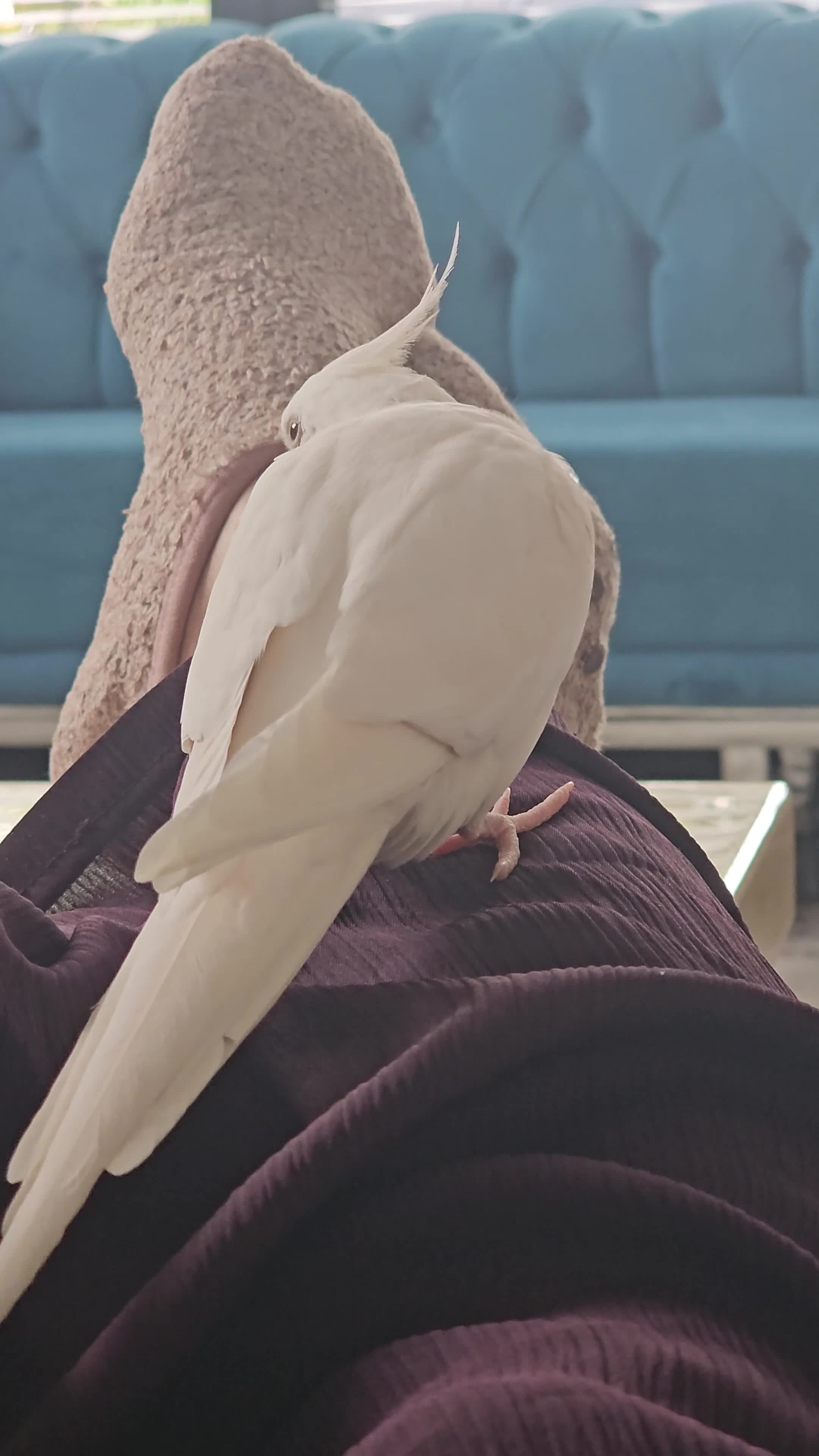 Cockatiels birds for sale: 4 cockatiels - 2 male, 2 female. - Video 2