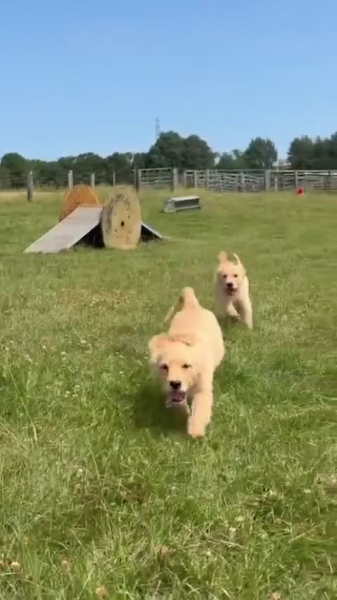 Golden Retriever dogs for sale: ⭐️ HEALTH TESTED GOLDEN RETRIEVER PUPPIES ⭐️  - Video 1