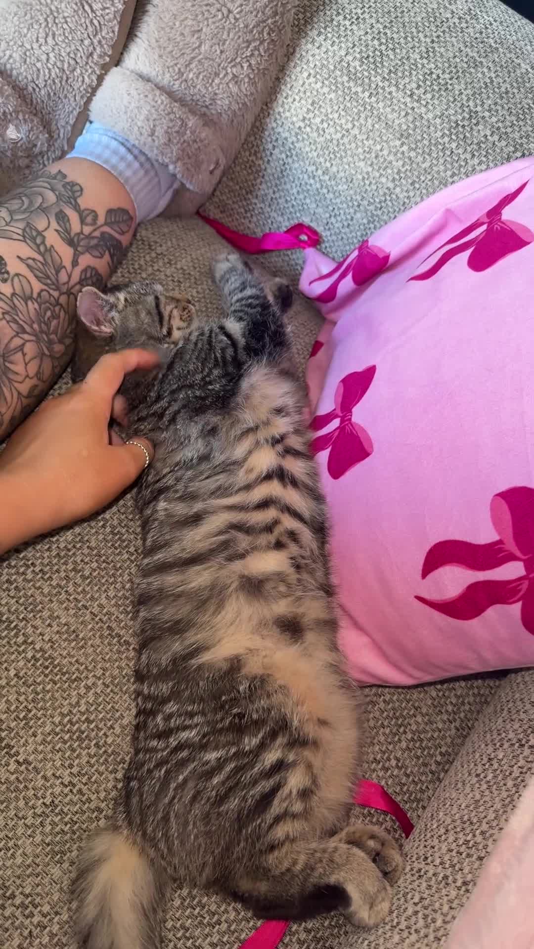 Mixed Breed cats for sale: Ronnie, blue Russian x maincoone - Video 1