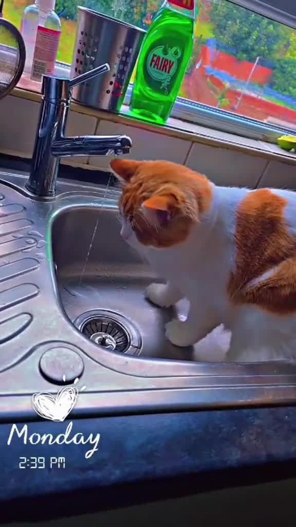 Persian cats for sale: Persian Male and Female Cat in Mexborough - Video 1