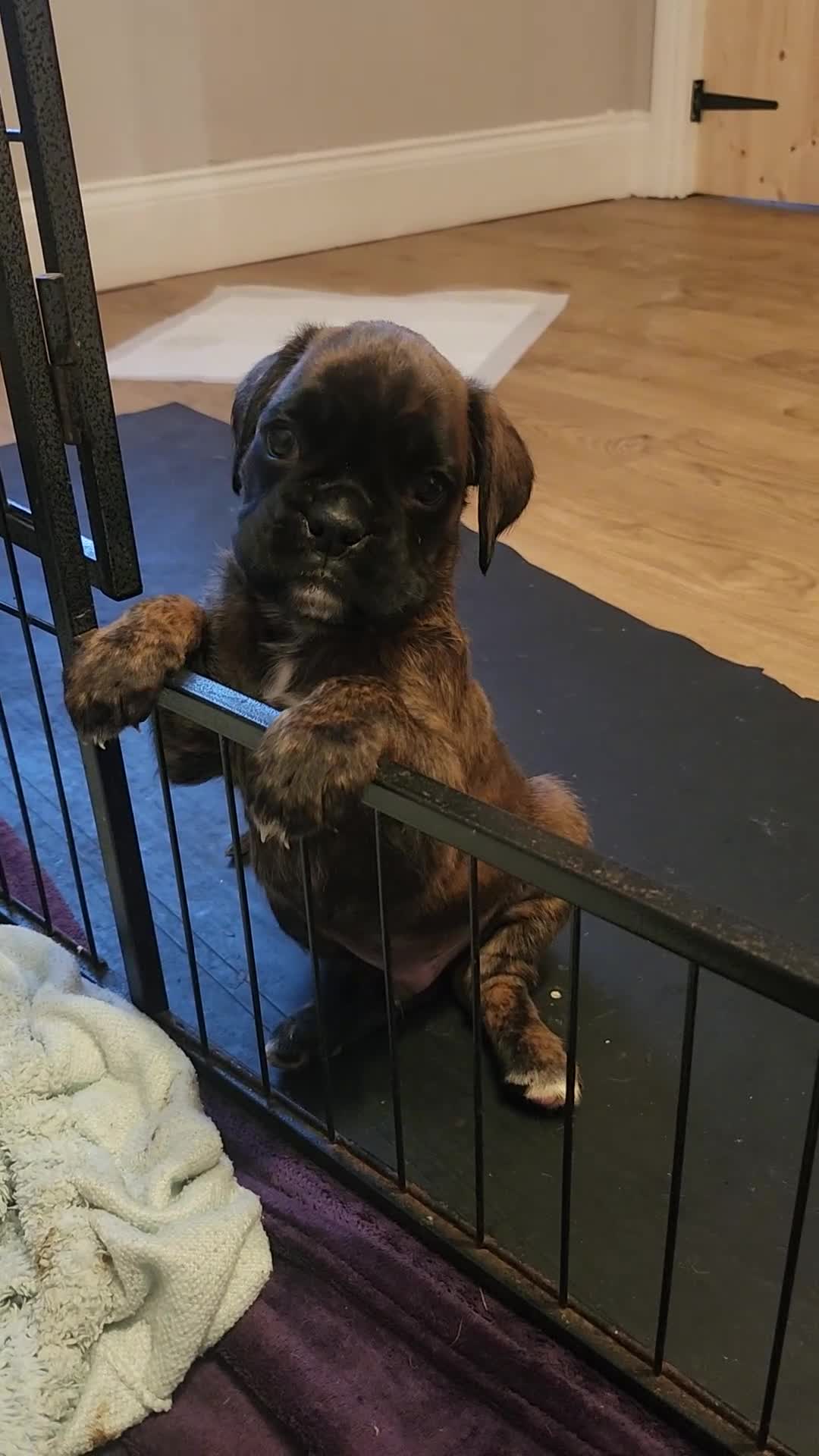 Boxer dogs for sale: 🌟🐾 KC REG, HS-0 BOXER PUPS, BOB/TAIL 🐾🌟  - Video 2