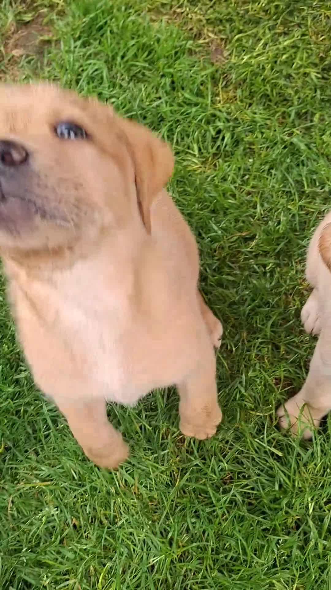 Labrador Retriever dogs for sale: READY TO GO. 2 AVAILABLE. Labrador Pups. KCreg. - Video 3