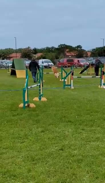 Golden Retriever dogs for sale: Golden Retriever puppies  in Saltburn-by-the-Sea - Video 1