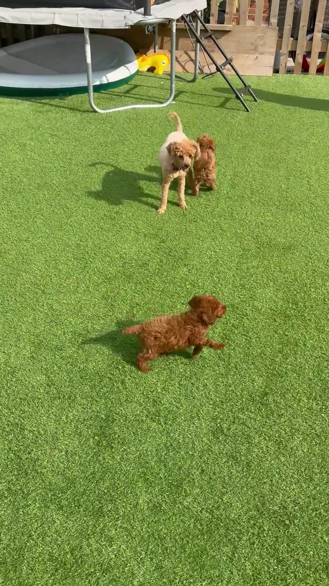 Toy Poodle dogs for sale: KC reg toy poodle puppies - Video 1