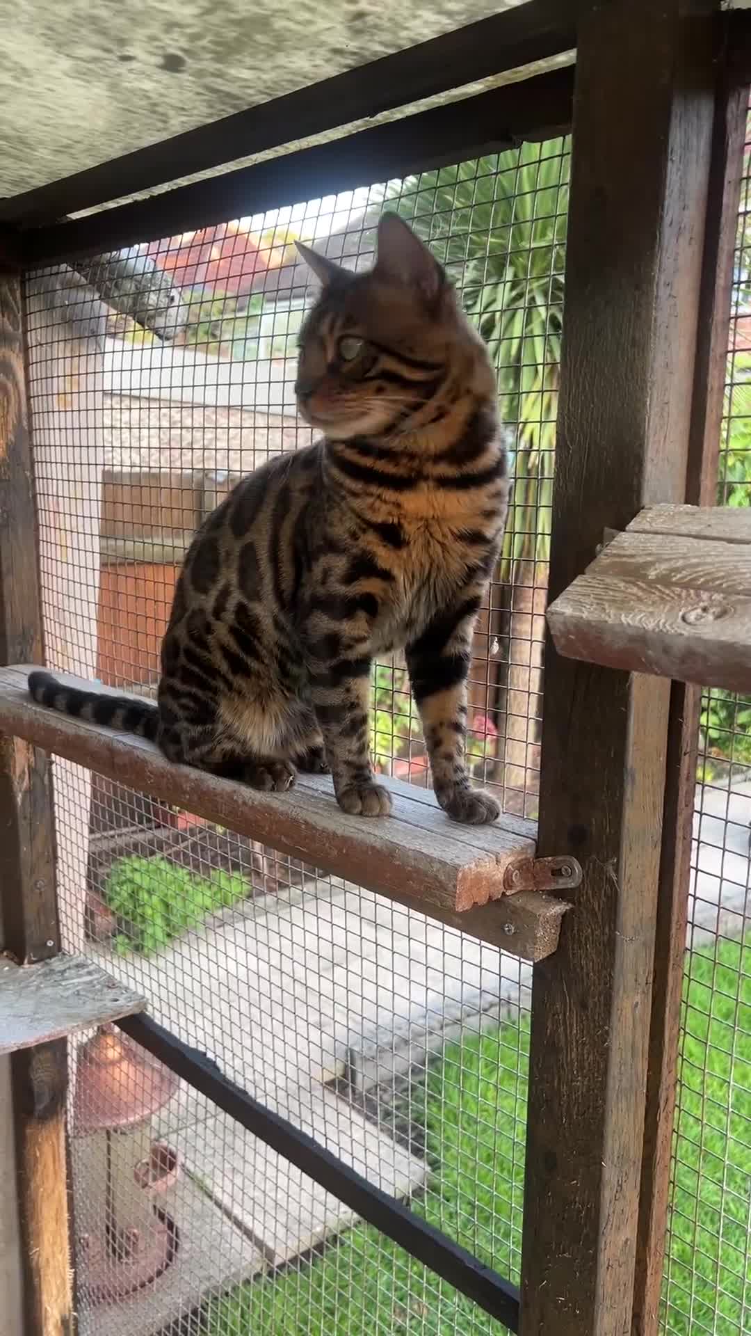 Bengal cats for sale: SHOW QUALITY BENGAL BOY Tica/Active - Video 2
