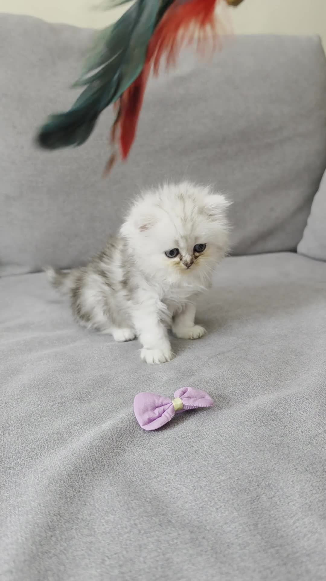 Persian cats for sale: Persian ragdoll / chinchilla kittens - Video 4