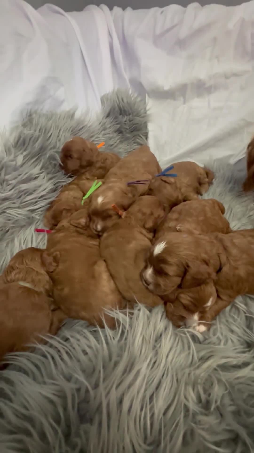 Cavapoo dogs for sale: F1 DEEP FOX RED EXTENSIVELY HEALTH TESTED BABIES  - Video 1