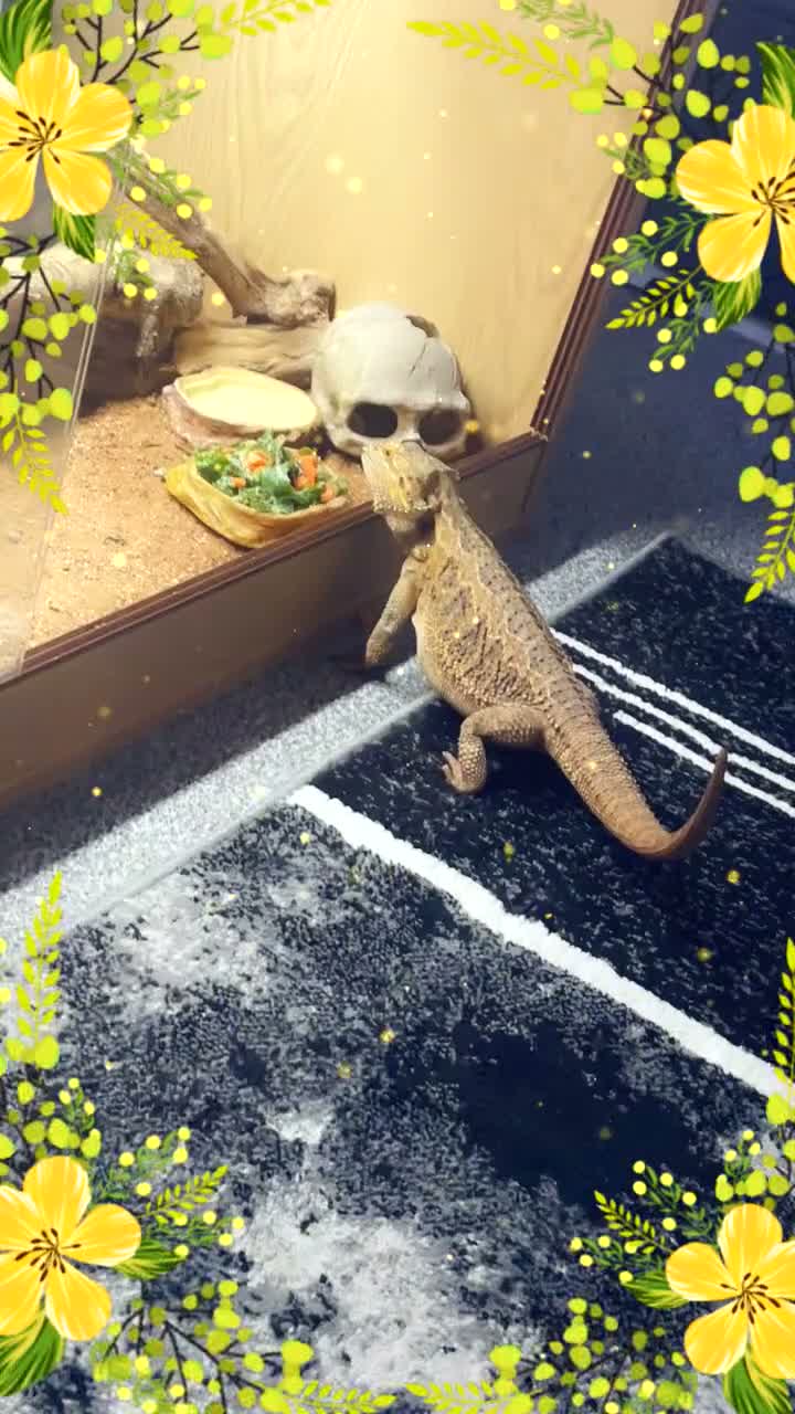 Bearded Dragon reptiles for sale: Bearded dragon and set up for sale - Video 1