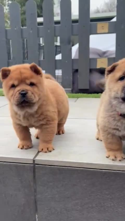 Chow Chow dogs for sale: 2 beautiful chow chows available. - Video 5