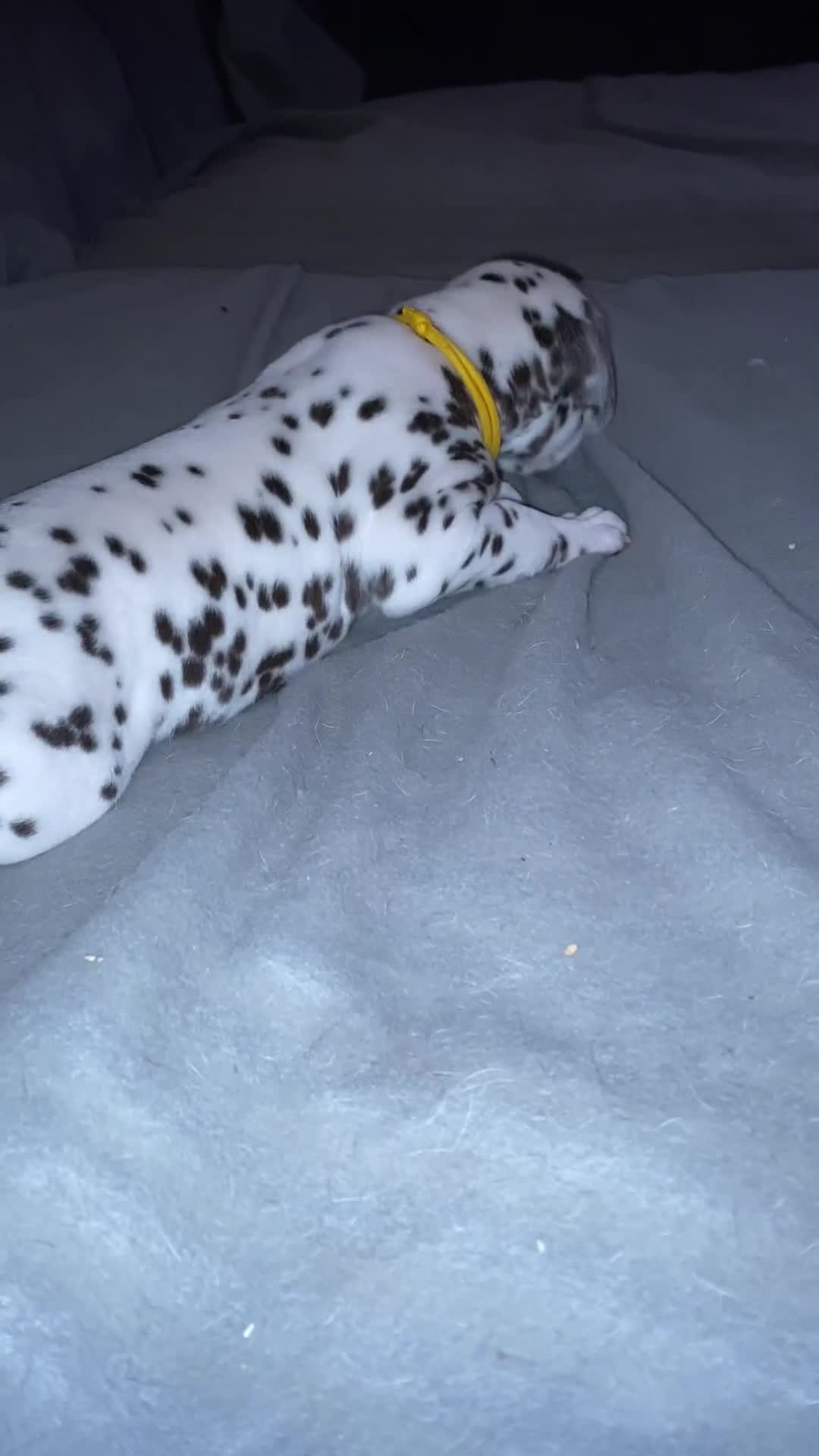 Dalmatian dogs for sale: Top quality show type Dalmatian pups 🐶  - Video 1