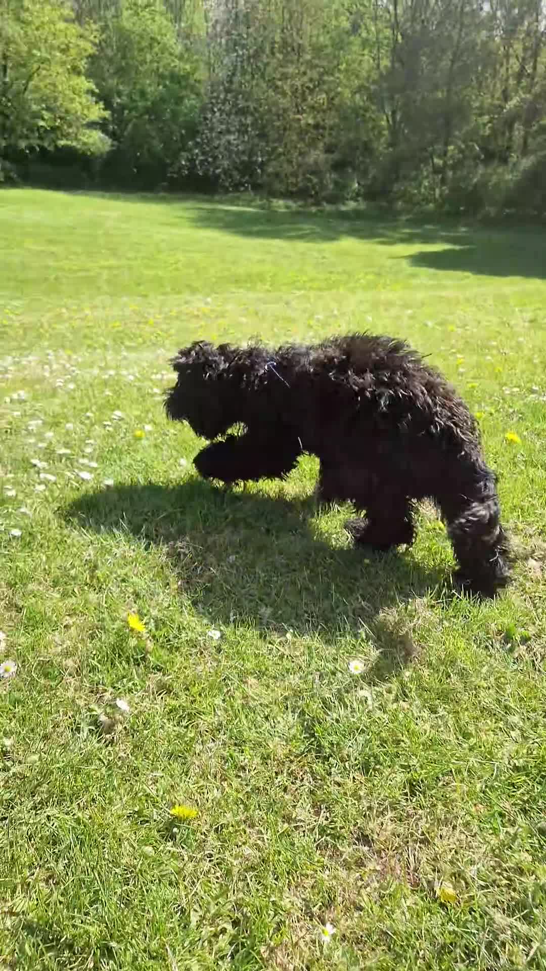 Sprocker dogs for sale: 7 Month Old Sprocker Puppy 🐶  in Runcorn - Video 3