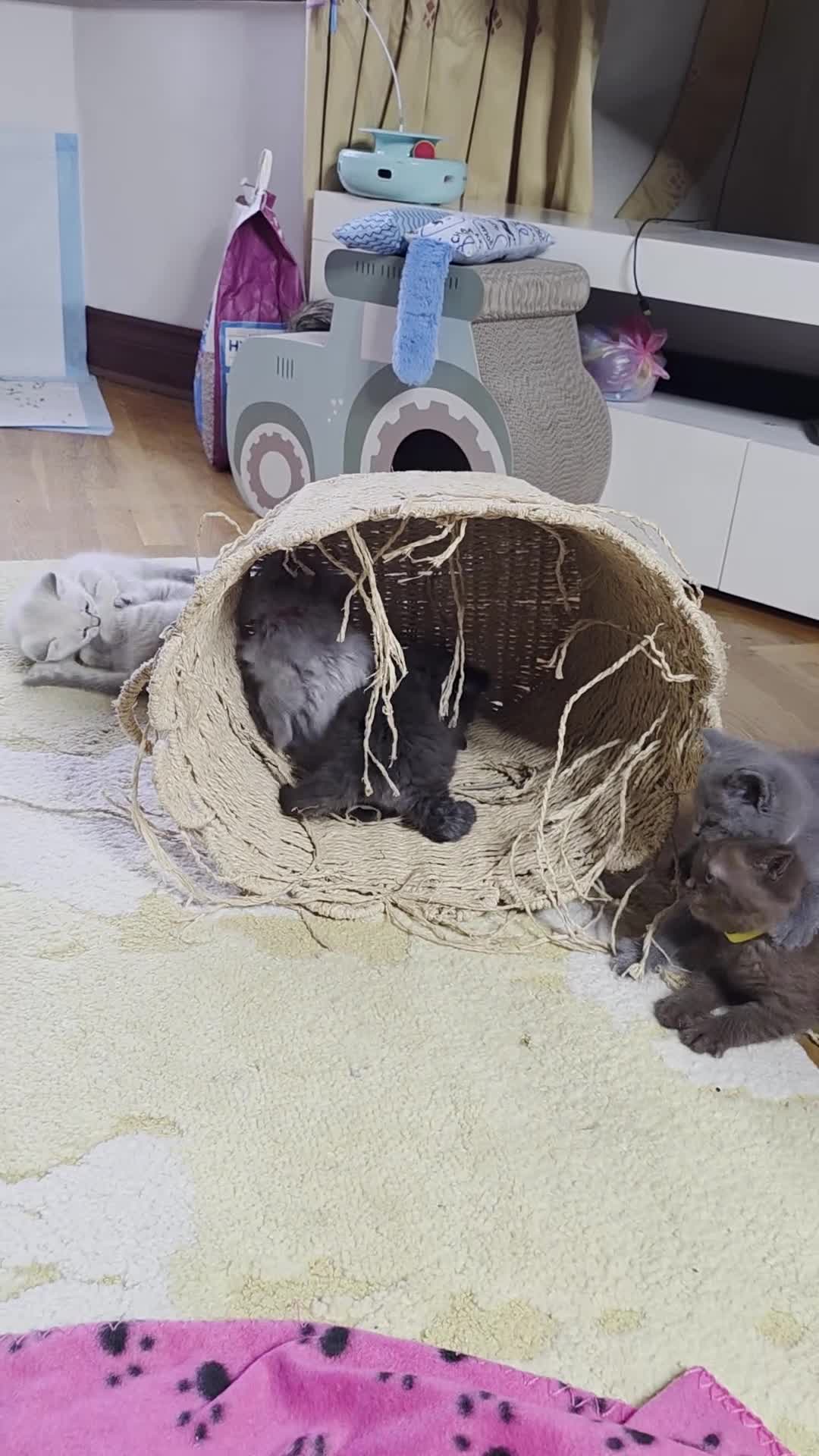 British Shorthair cats for sale: 🔥 Stunning British Shorthair Kittens to Reserve - Video 2