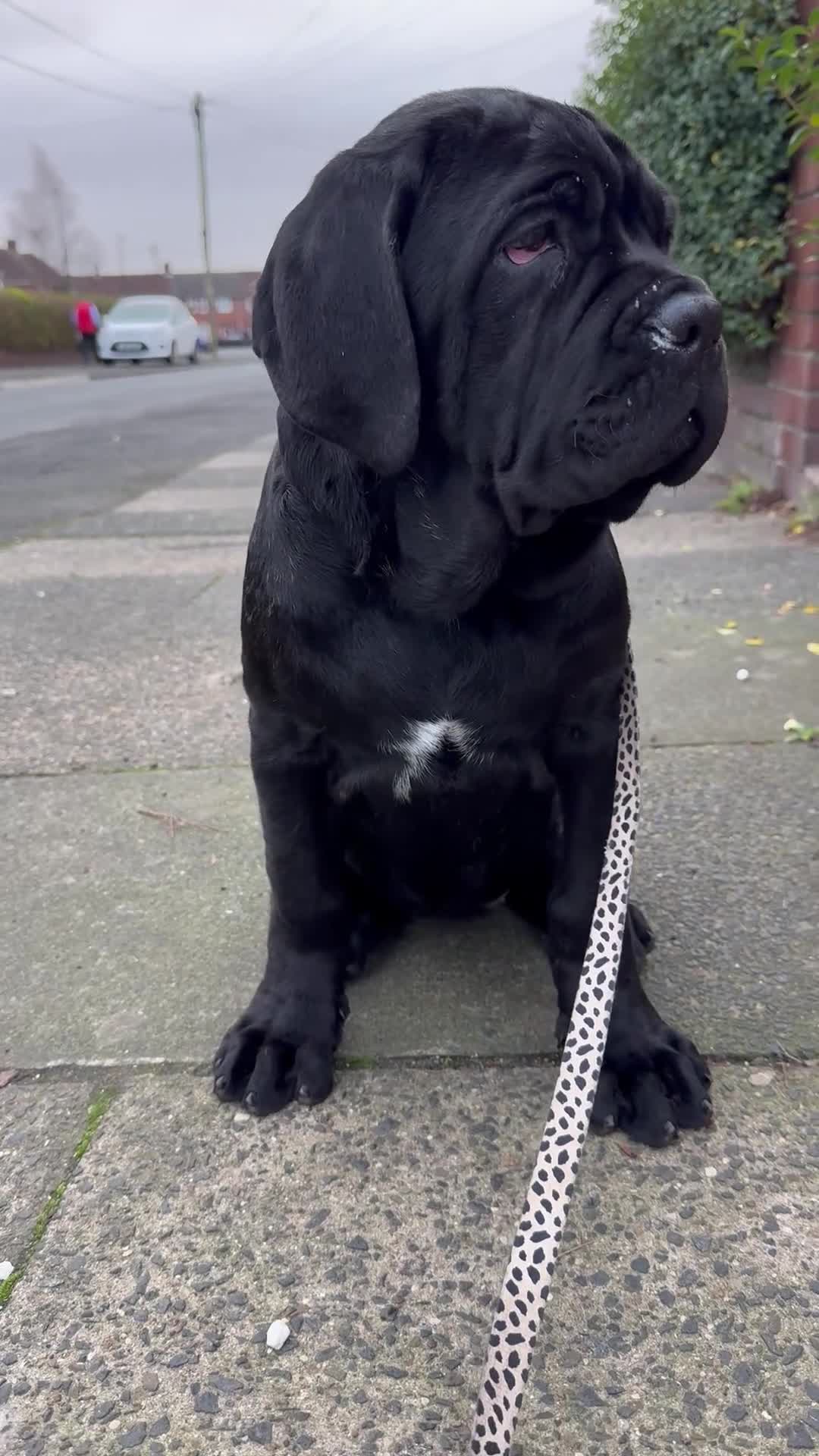 Neapolitan Mastiff dogs for sale: 2 black female Neapolitan mastiff puppies  - Video 2