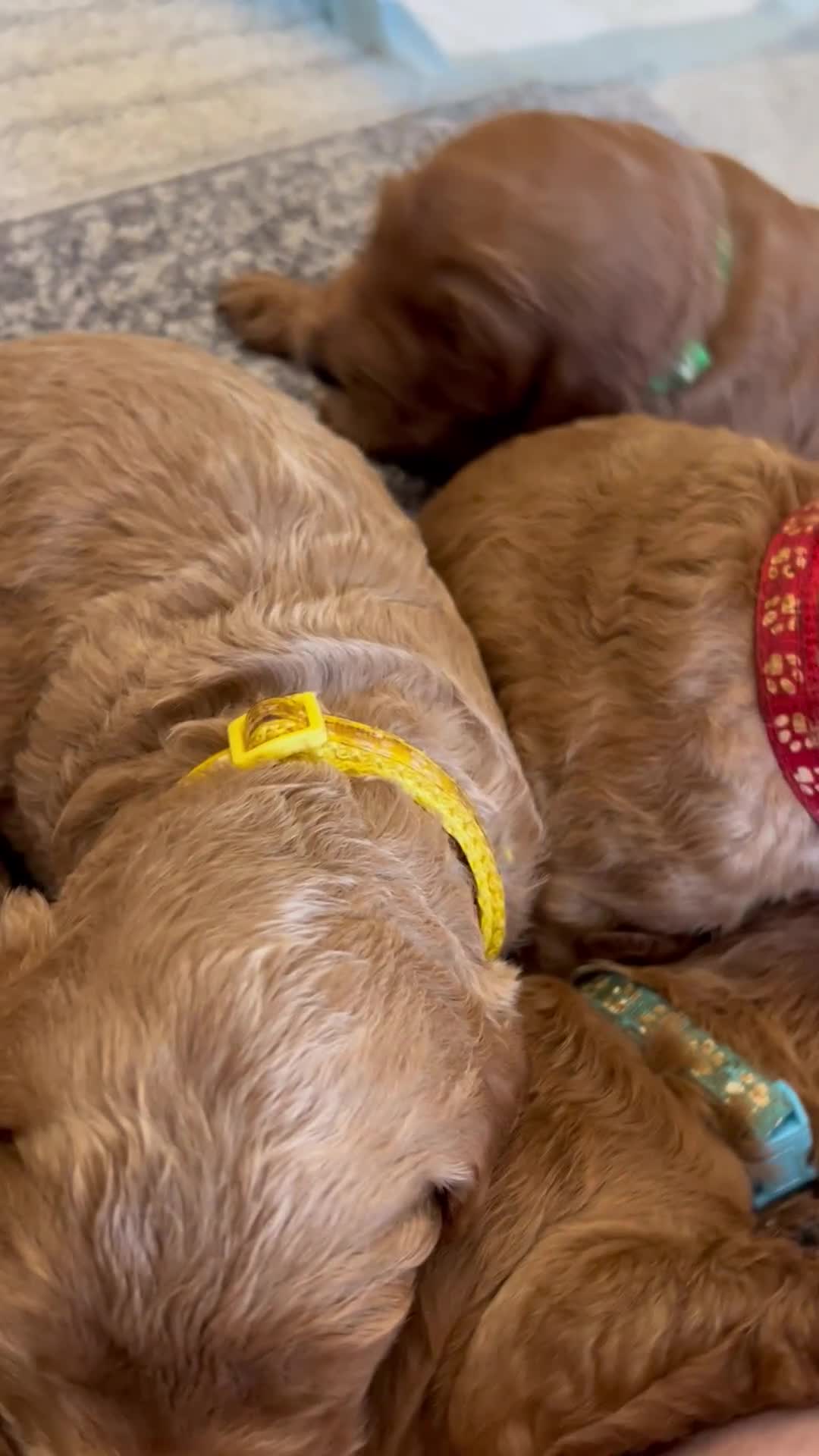 Goldendoodle dogs for sale: 🌟F1B Standard Goldendoodle Puppies in Merthyr Tydfil - Video 2