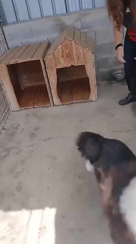 Mixed Breed dogs for adoption: Drummer, 6-7 yrs old. Available for adoption. - Video 2