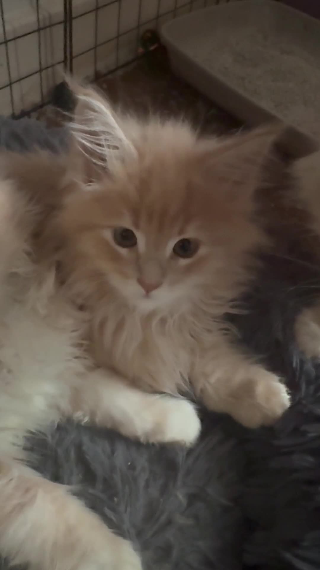Maine Coon cats for sale: Pedigree fluffy Maine coon kittens (last3 boys) - Video 1