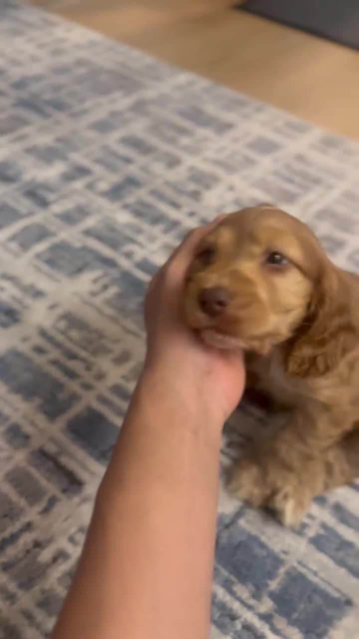 American Cocker Spaniel dogs for sale: Cocker spaniel  (PRICE CAN BE NEGOTIATED) - Video 2