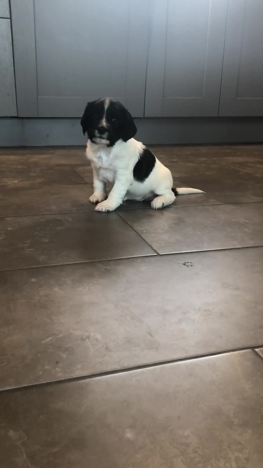 English Springer Spaniel dogs for sale: 🐾 Now reserved 🐾  - Video 1