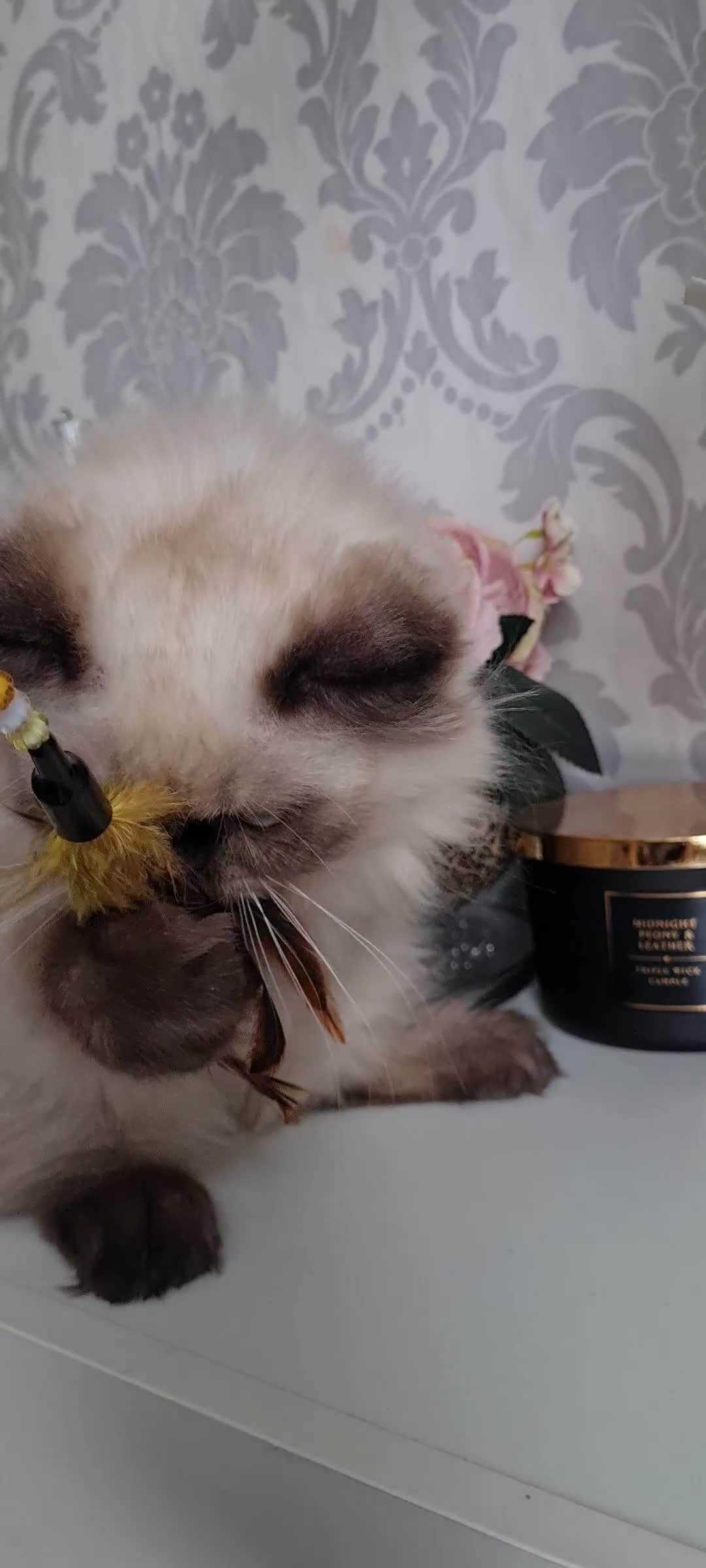 Persian cats for sale: Himalayen persian kittens last boy ready now - Video 1