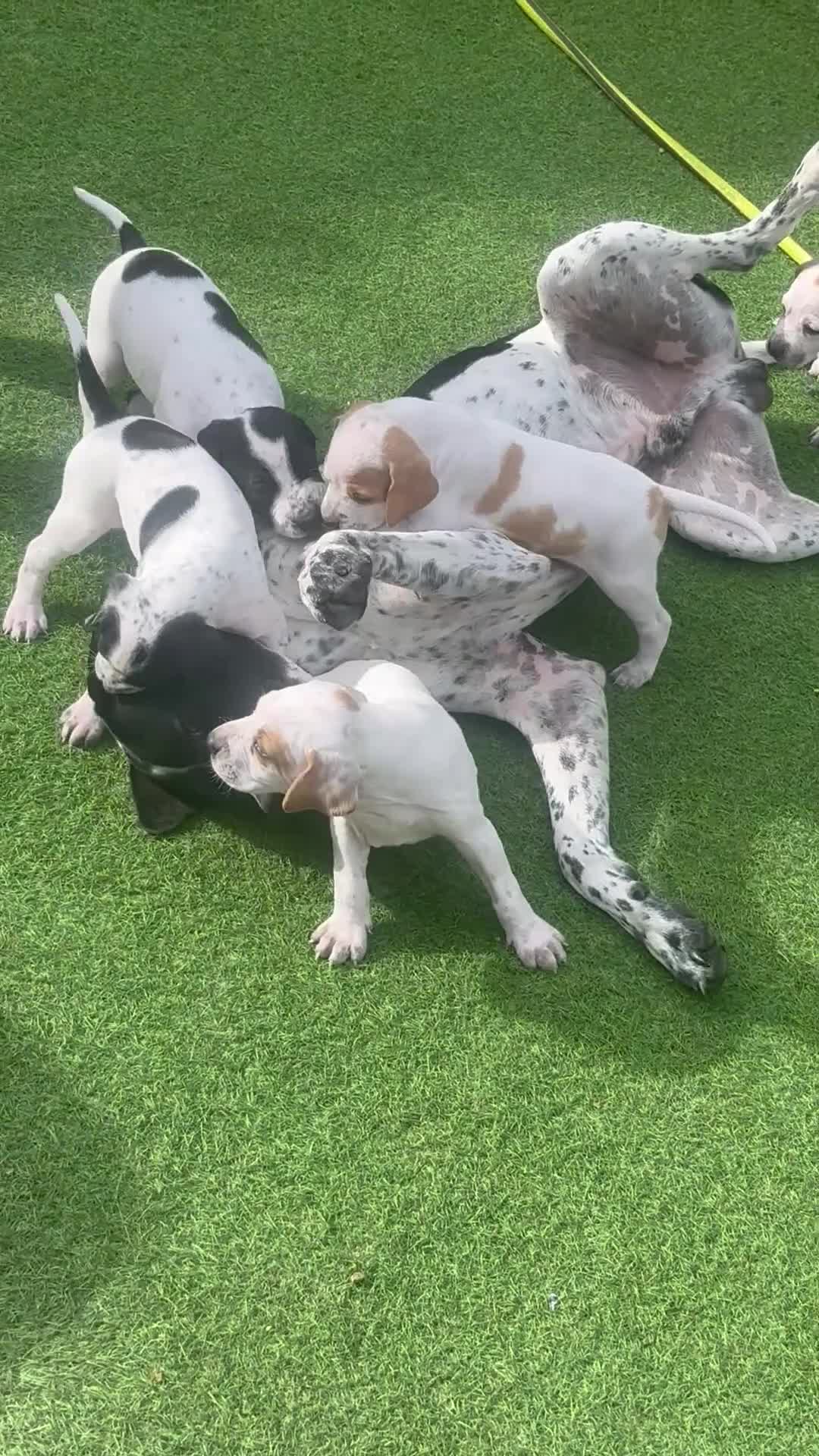 Pointer dogs for sale: Last gorgeous little boy looking for his new home - Video 2