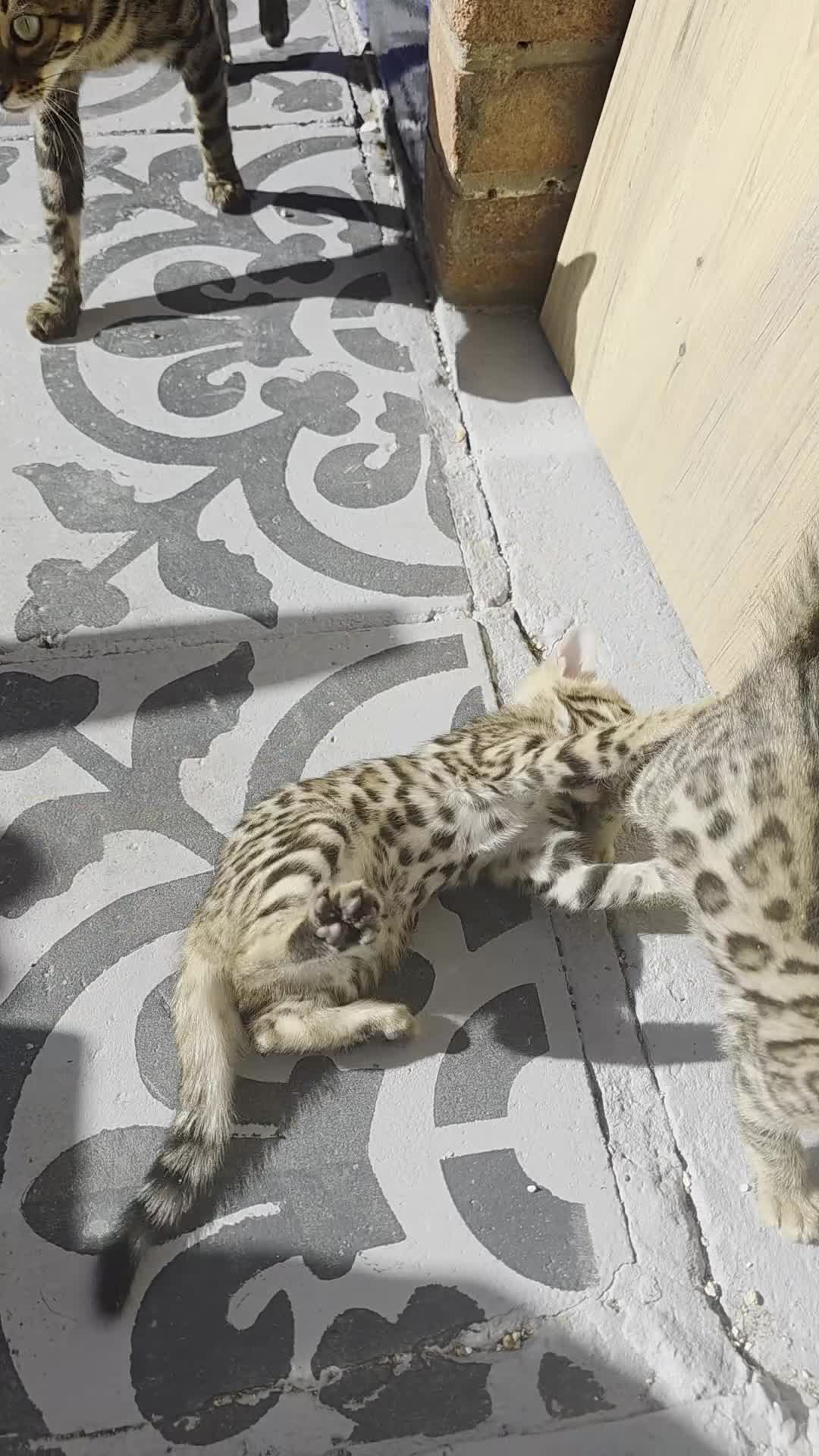 Bengal cats for sale: ✨ Bengal Kittens Looking for Loving Homes ✨ - Video 3