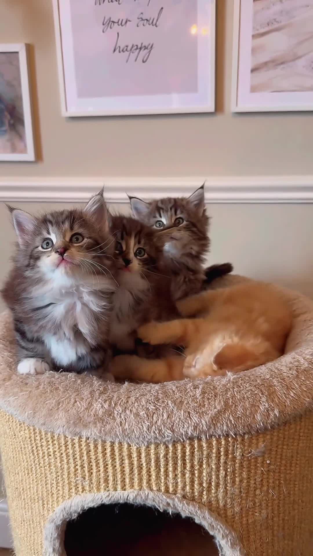 Norwegian Forest Cat cats for sale: Full FIFe pedigree Norwegian Forest Kittens  in Normanton - Video 1