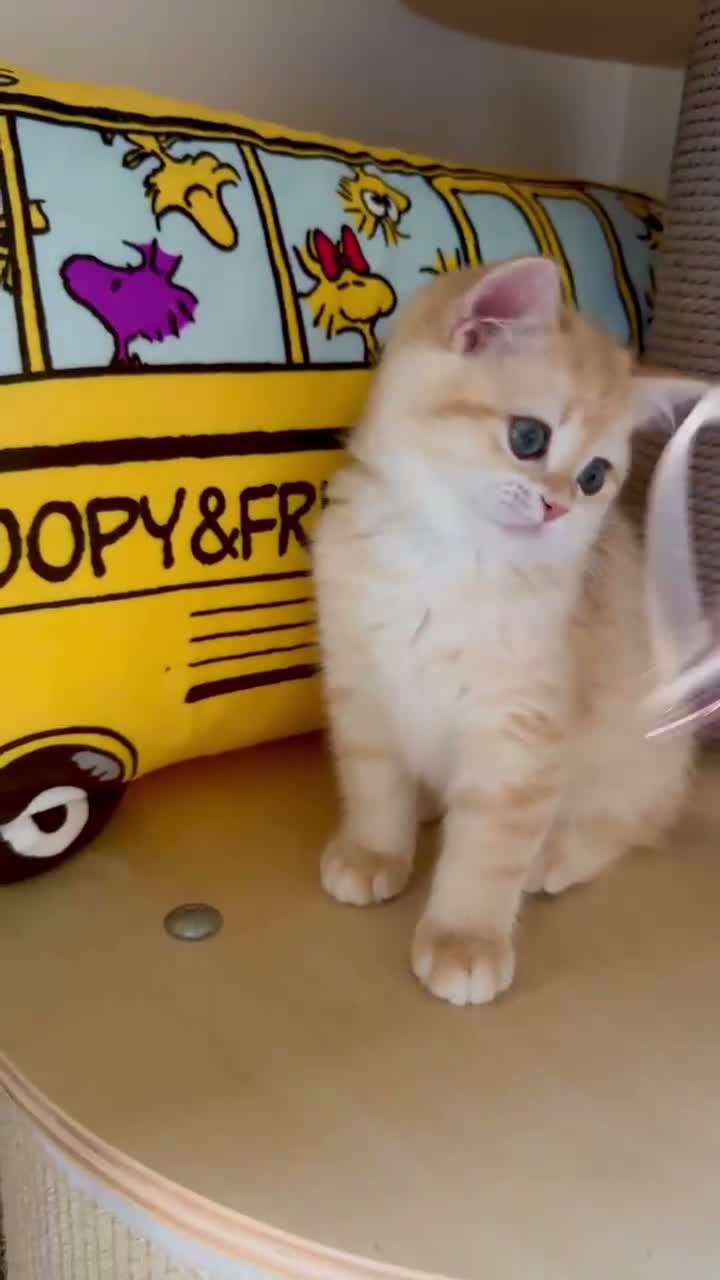 British Shorthair cats for sale: Adorable Golden British Short/longhair Kittens - Video 3