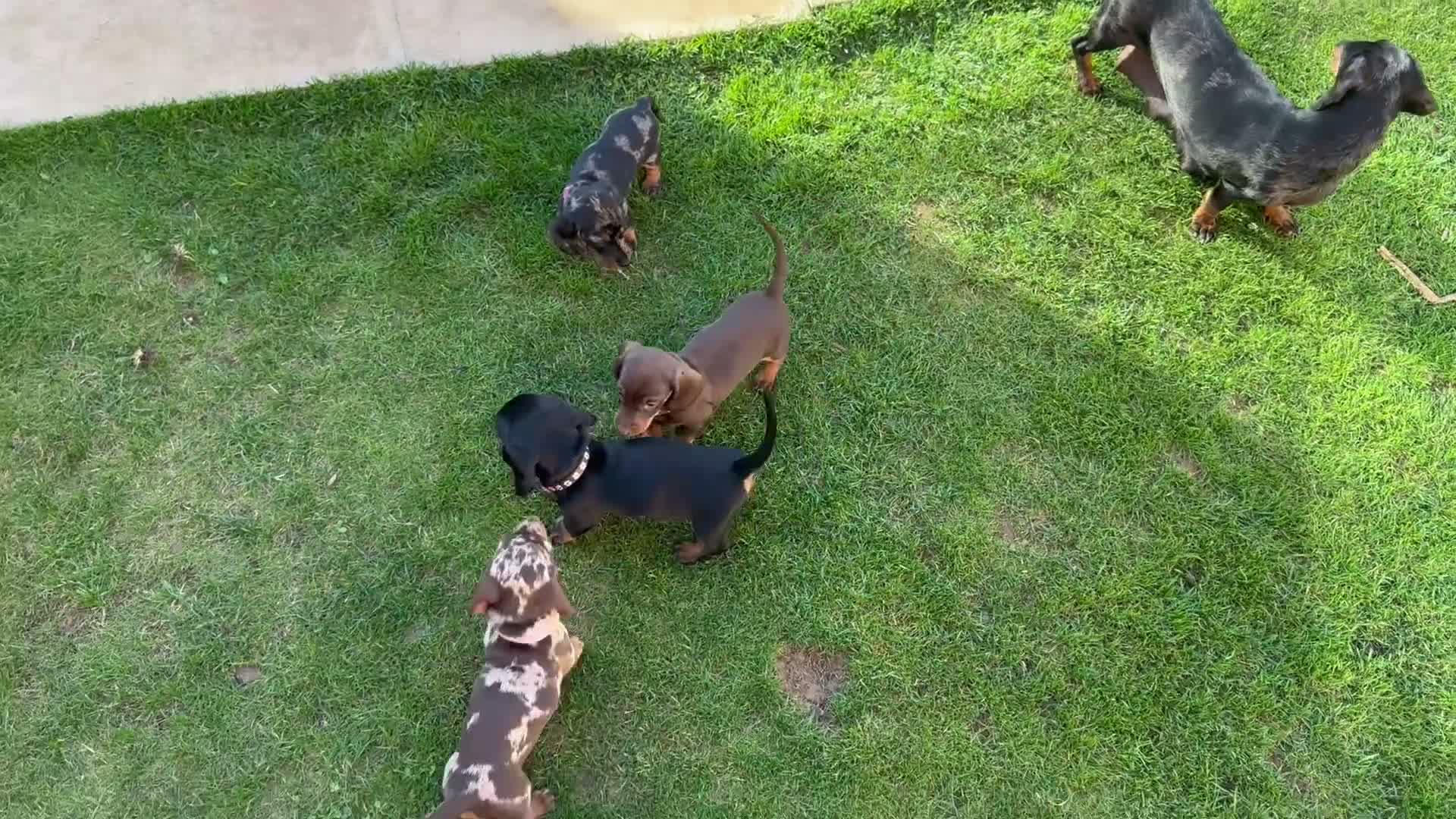 Miniature Dachshund dogs for sale: Reduced💜KC pedigree Mini Dachshund puppies - Video 2