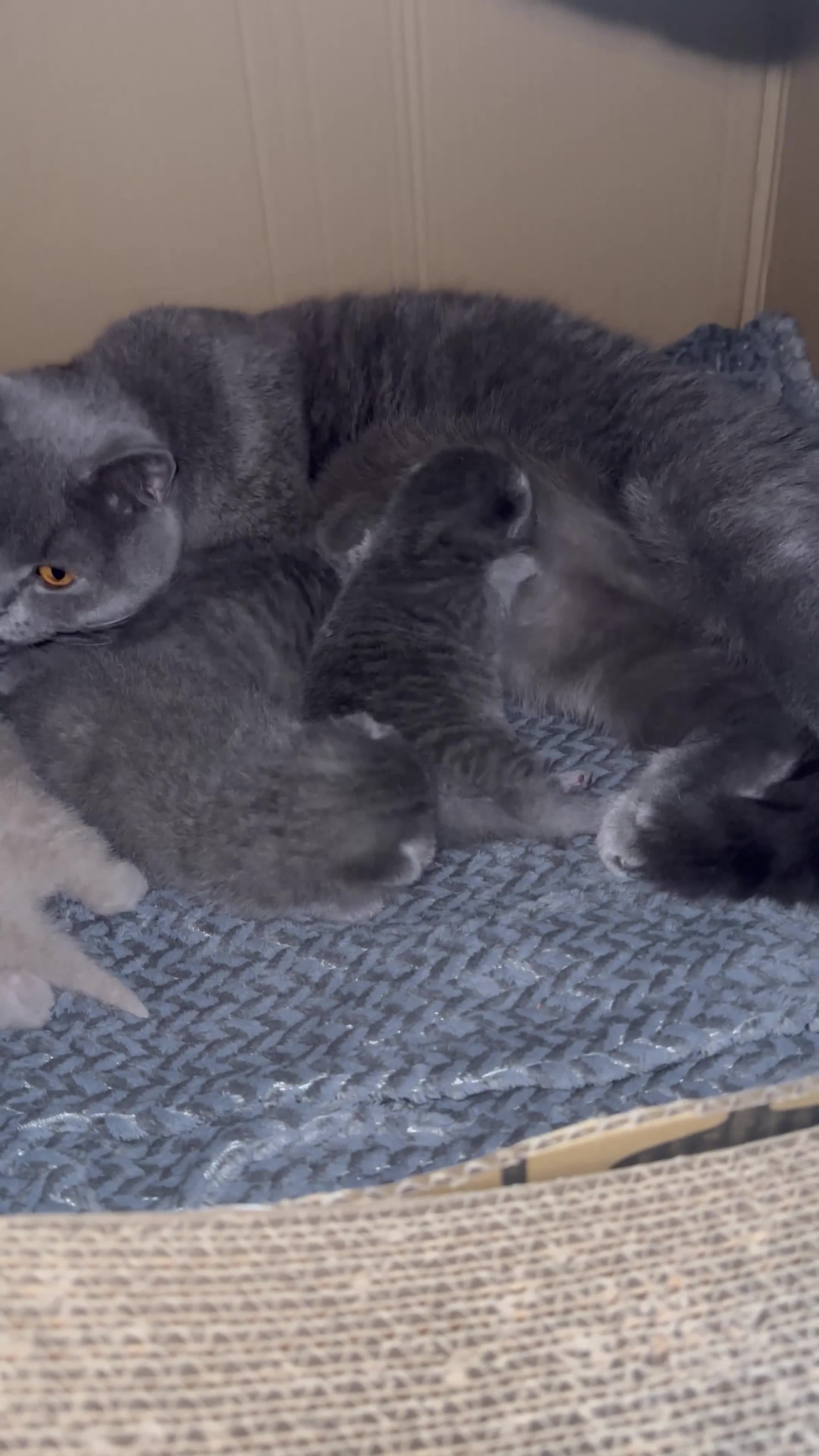British Shorthair cats for sale: 4 BIG Boys ,British Shorthair Kittens 🐱  - Video 1