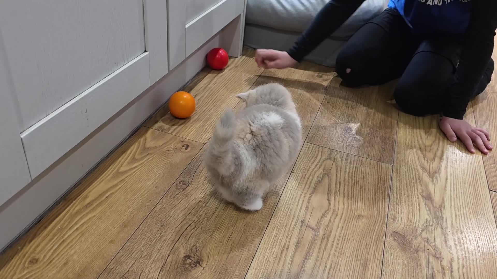 British Shorthair cats for sale: British Shorthair & Longhair Pedigree RegKittens   - Video 2