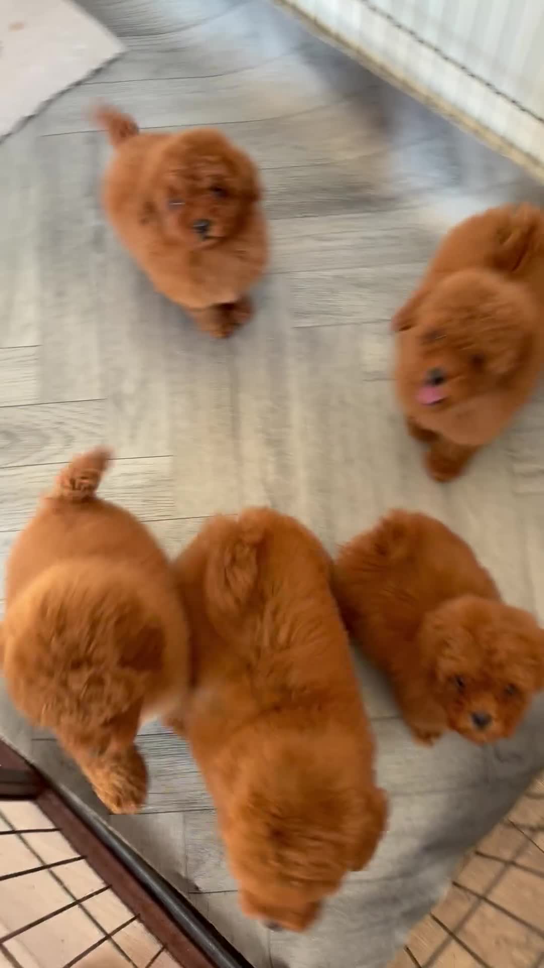Toy Poodle dogs for sale: 5 GORGEOUS RED KC REGISTERED TOY POODLES   - Video 1