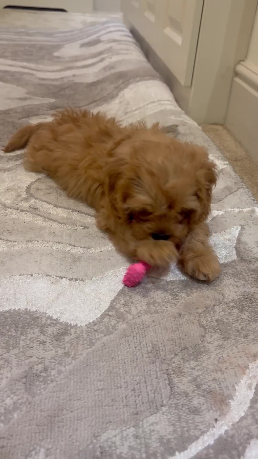 Cavapoo dogs for sale: Female f1 cavapoo fully vaccinated  - Video 1