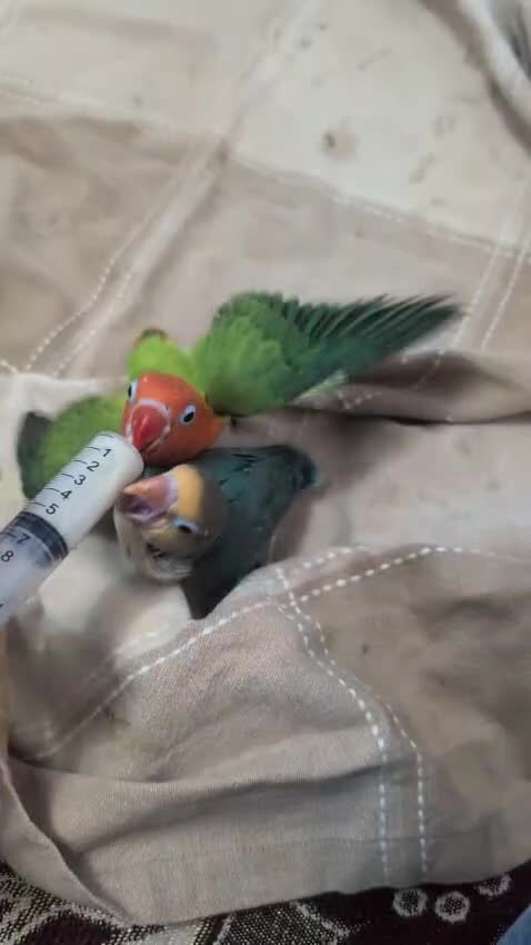 Lovebirds birds for sale: ALL COLOUR LOVE BIRDS in Ruislip - Video 1