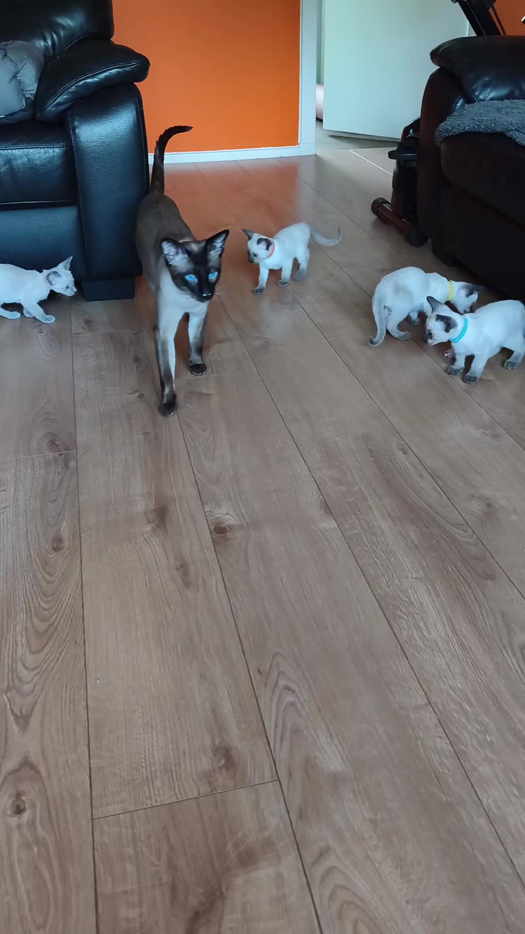 Siamese cats for sale: Gorgeous Siamese kittens!!! - Video 2