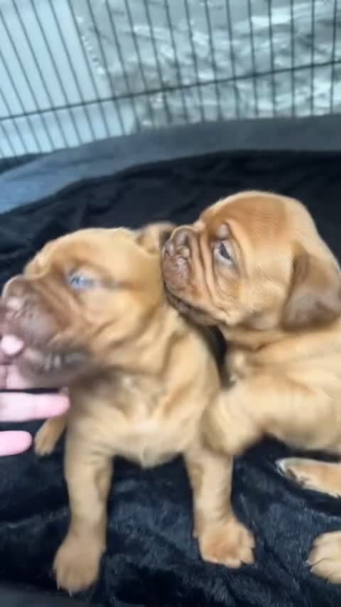 Dogue De Bordeaux dogs for sale: 🐾Dogue de Bordeaux Puppies Champion Bloodlines  - Video 1