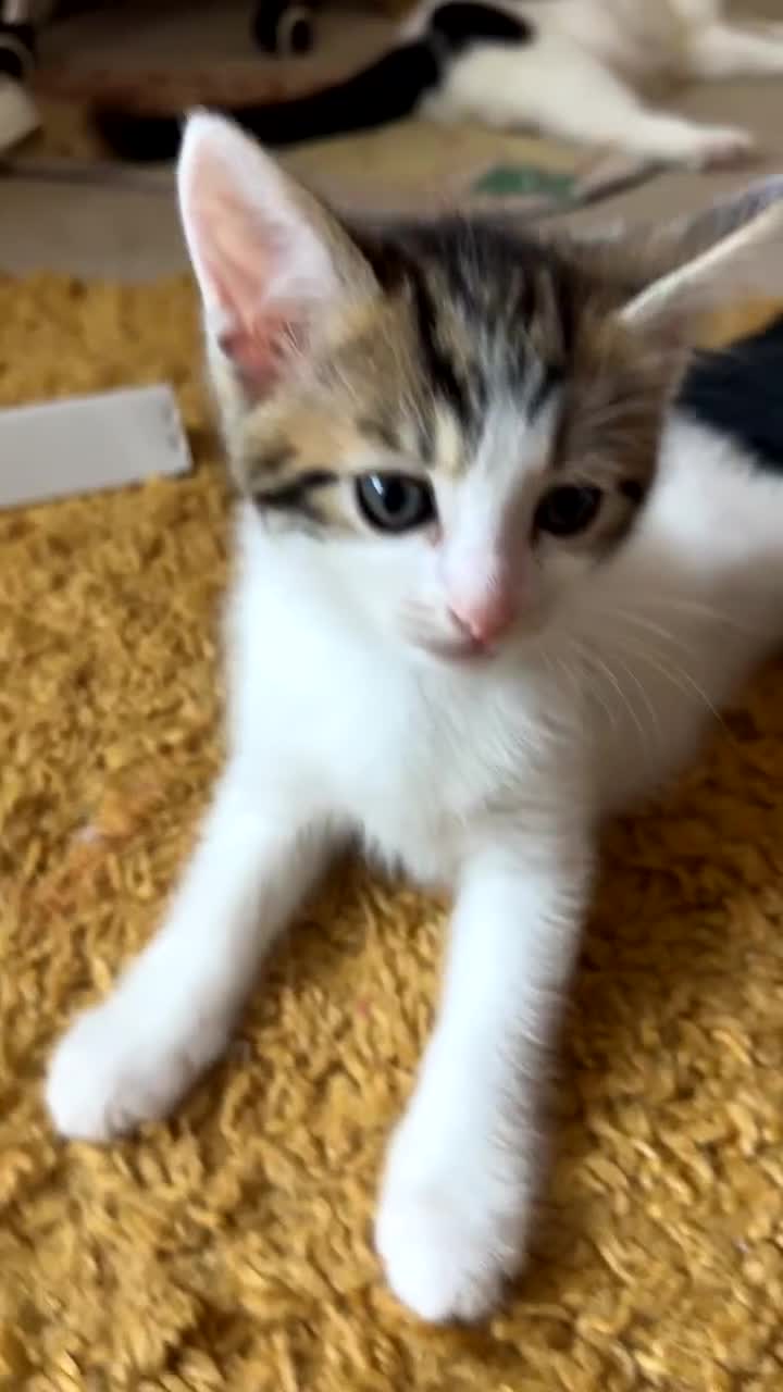 Domestic Shorthair cats for sale: Kittens  in Guildford - Video 2