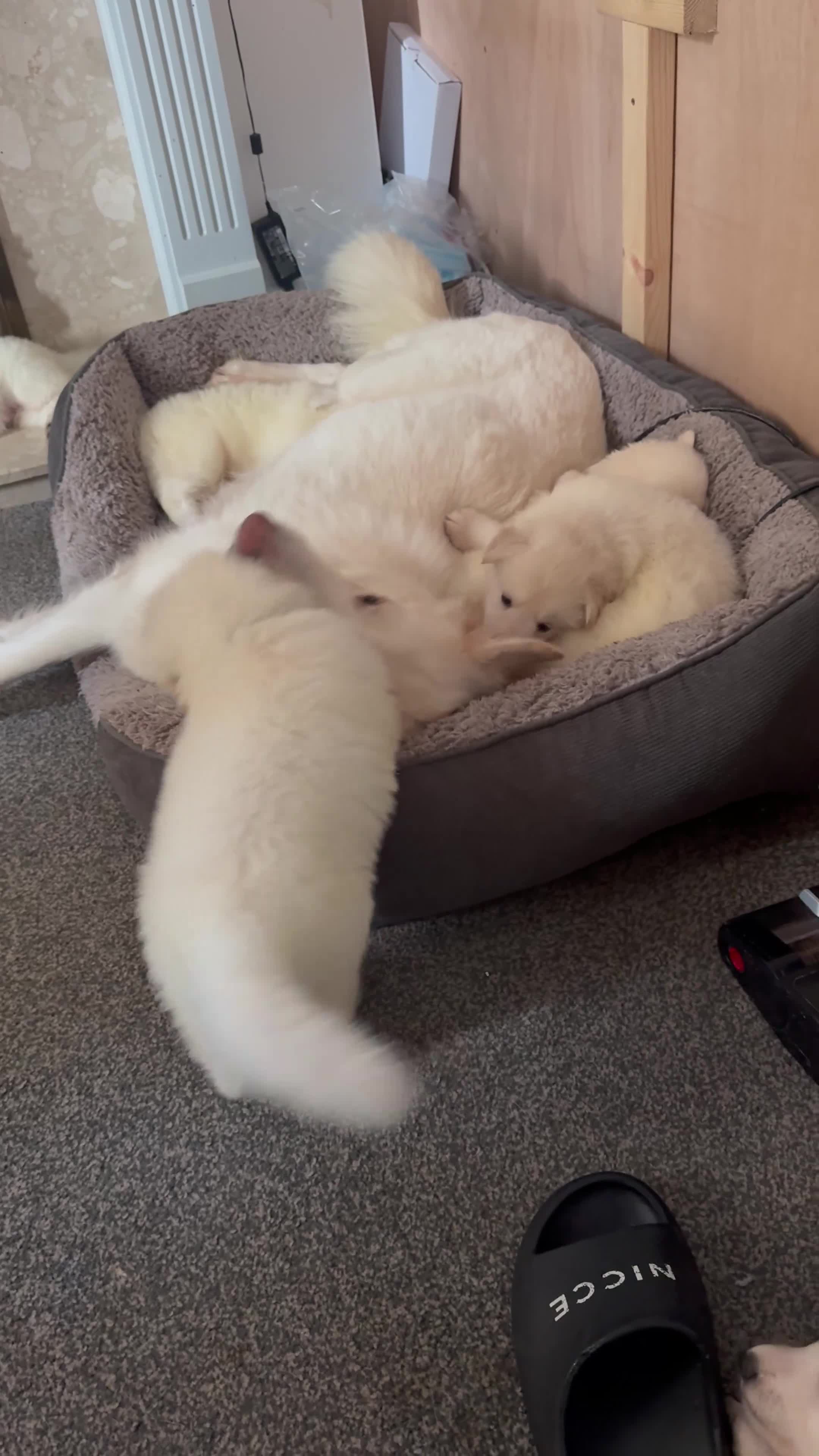 White Swiss Shepherd dogs for sale: 🐾 Swiss White Shepherd Puppies reduced 🐾 - Video 1