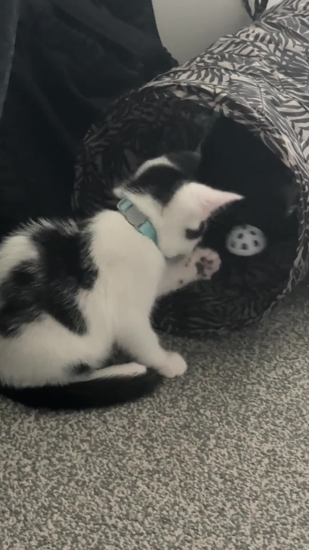 Domestic Shorthair cats for sale: Neo & Luca - Two Male Kittens 11 weeks old(Bonded) - Video 2