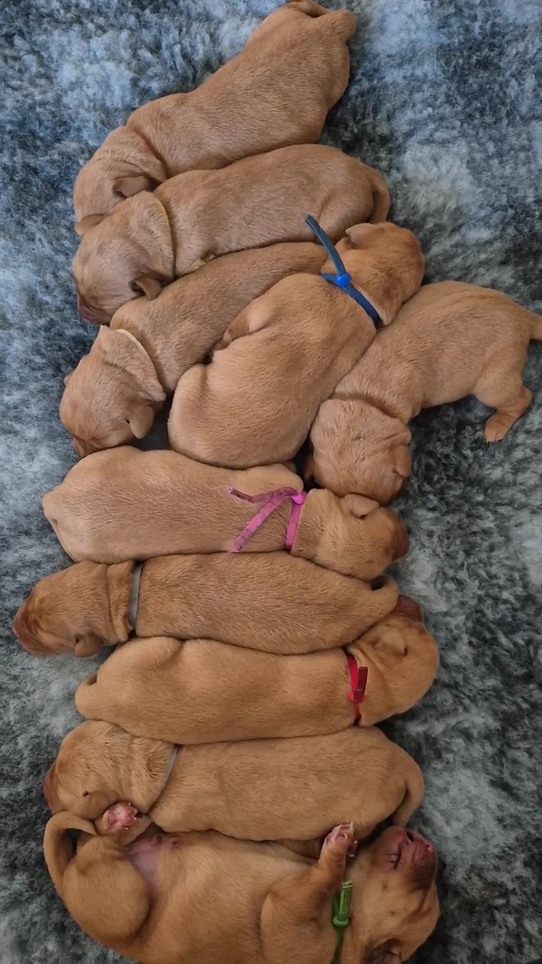 Labrador Retriever dogs for sale: **2 left** KC fox red labrador retriever puppies - Video 1