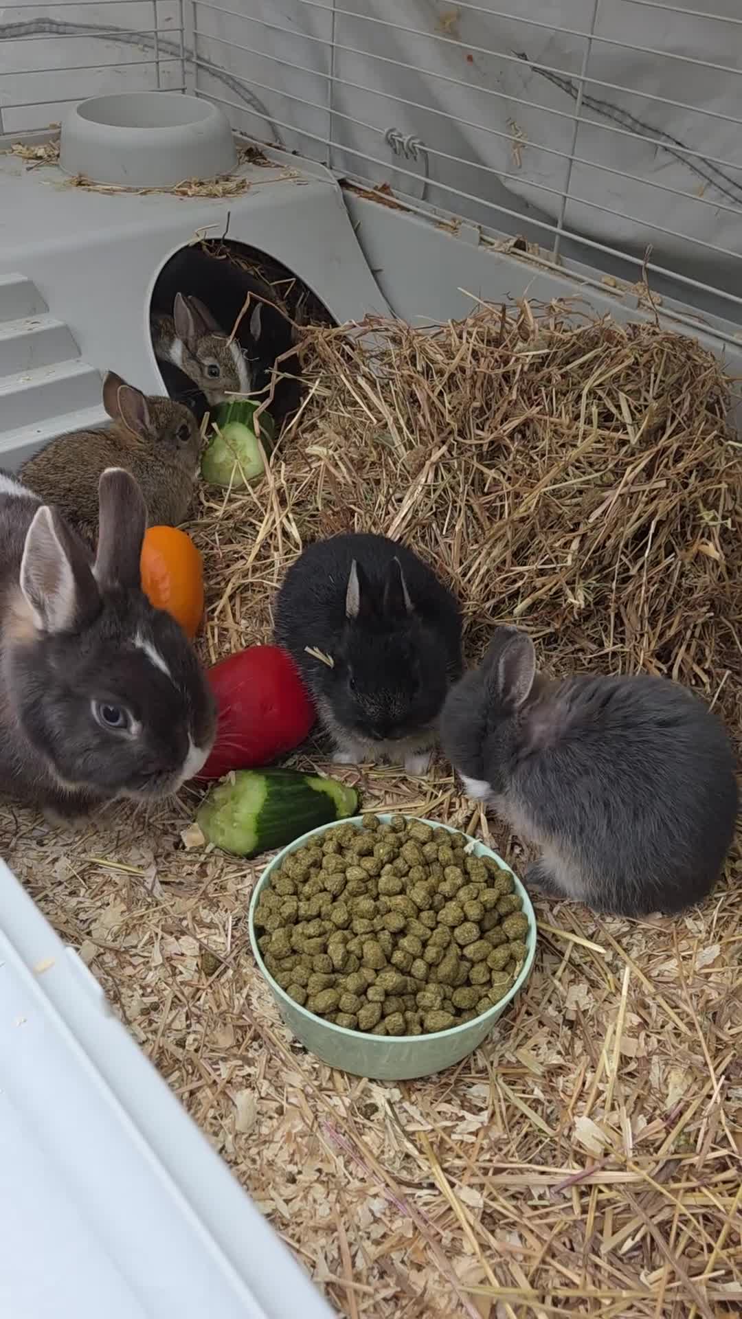 Netherland Dwarf rabbits for sale: Netherland Dwarf rabbits - Video 1
