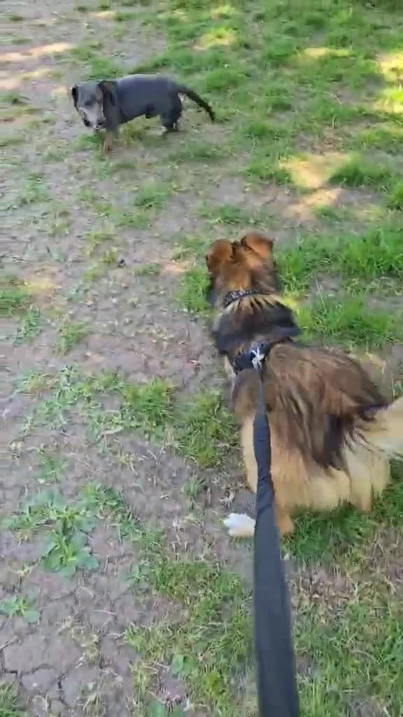 Mixed Breed dogs for adoption: Loki seeks forever home  - Video 1
