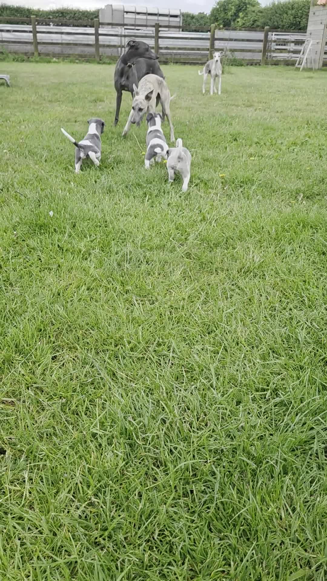 Whippet dogs for sale: KC Whippet Puppies - Video 1