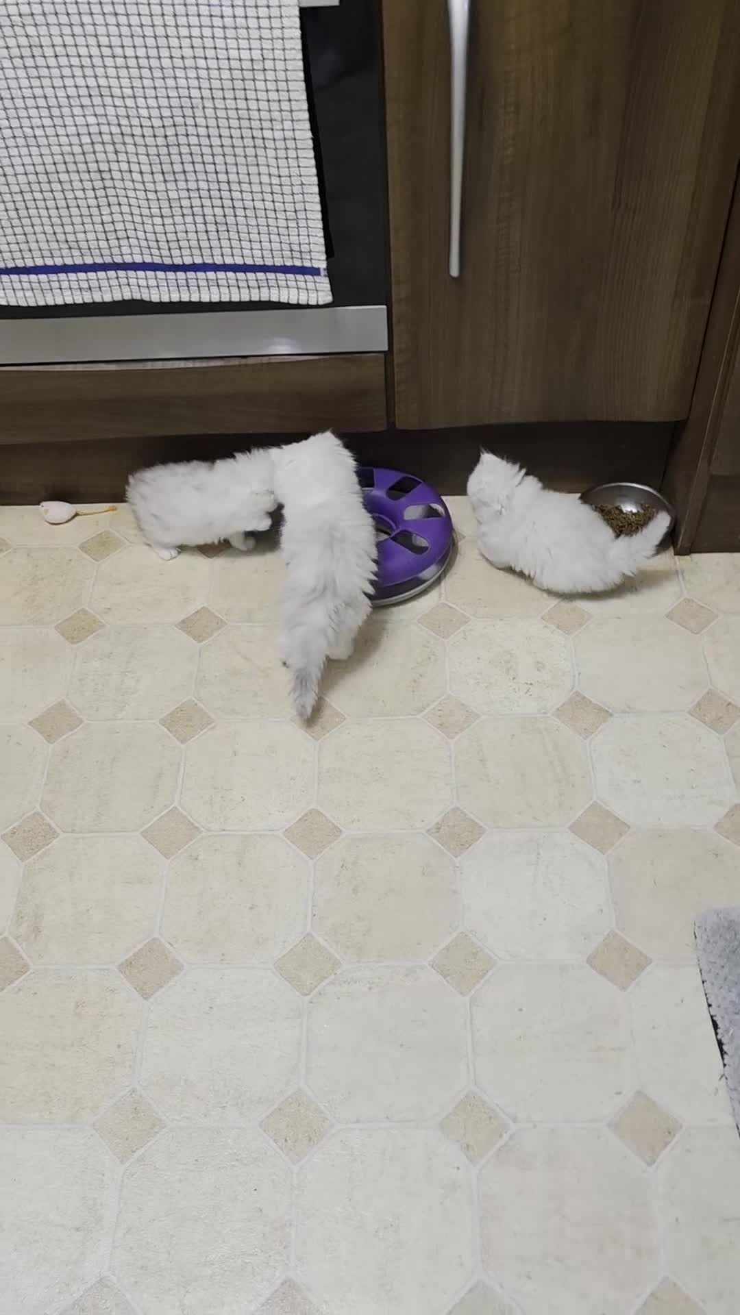 Persian cats for sale: Pedigree Chinchilla Kitten - Video 2